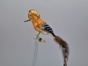 Großer Wiedehopf, Naturfedern