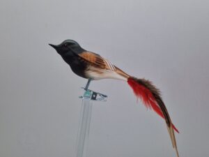 Hausrotschwanz, Naturfedern