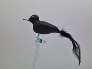 Großer Schwarzspecht, Naturfedern